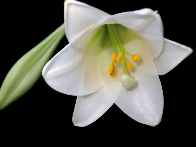 Белая лилия с бутоном на черном фоне