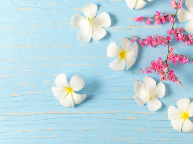 Белые цветы плюмерии на голубом фоне