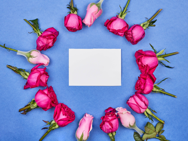 Белый лист бумаги с розами на голубом фоне