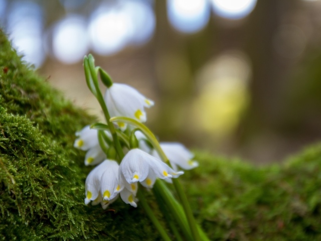 Белые цветы подснежника лежат на зеленом мху 