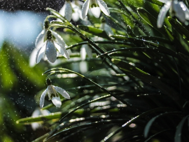 Белые подснежники под дождем