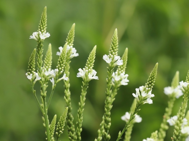 Белые полевые цветы на зеленом фоне