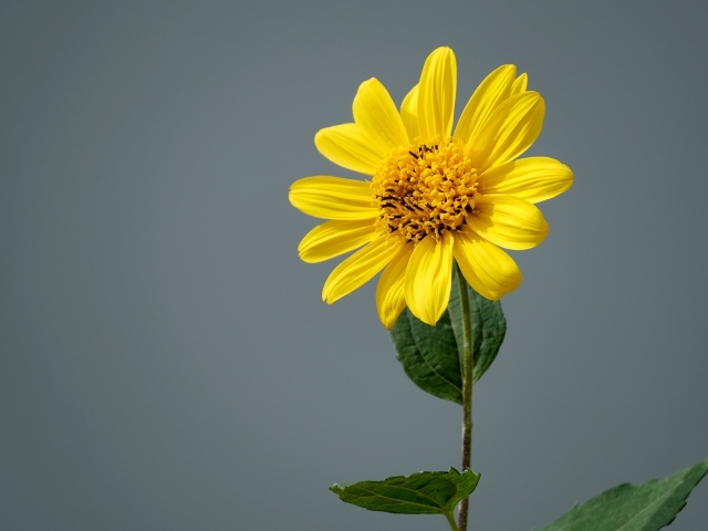 Желтый цветок топинамбура на сером фоне