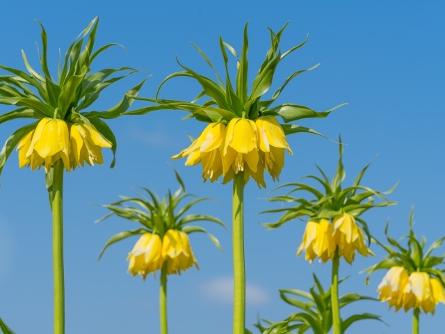 Желтые цветы рябчики на фоне голубого неба