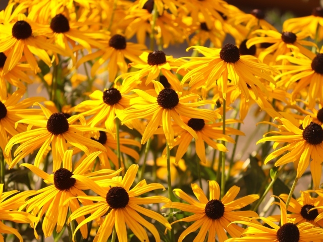 Желтые цветы рудбекия на клумбе 