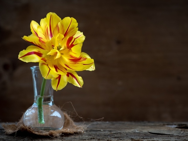 Желтый пышный цветок тюльпана в стеклянной вазе