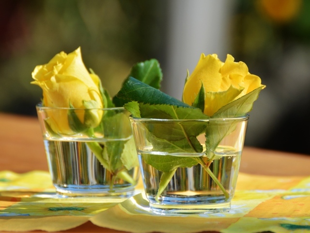 Желтые цветы розы в стеклянных стаканах