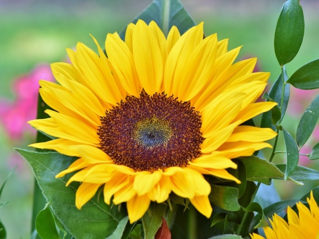 Желтый цветок подсолнуха в зеленых листьях крупным планом