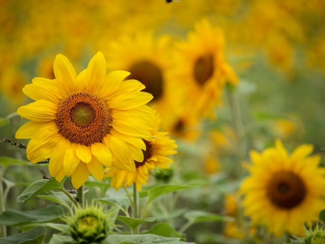 Желтые цветы подсолнуха с бутонами на поле