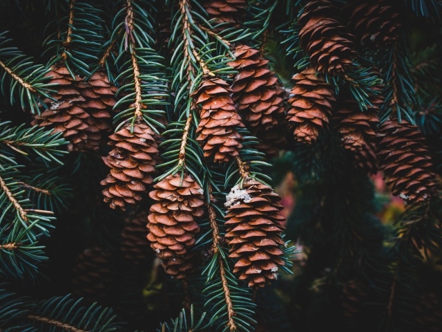 Много шишек на ветке зеленой ели 