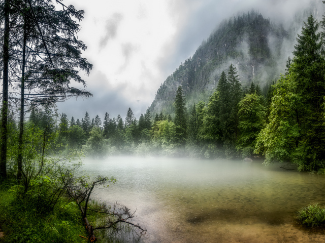 Покрытый густым туманом лес у горы 