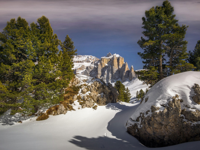 Ели на заснеженной вершине горы