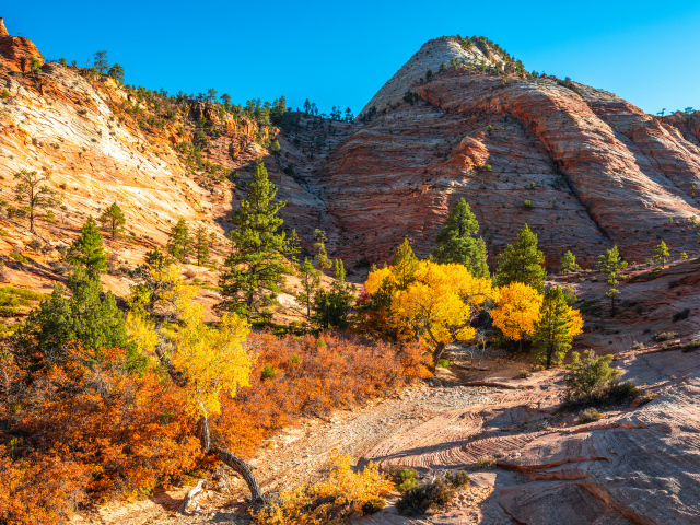 Горы с деревьями в лучах яркого осеннего  солнца 