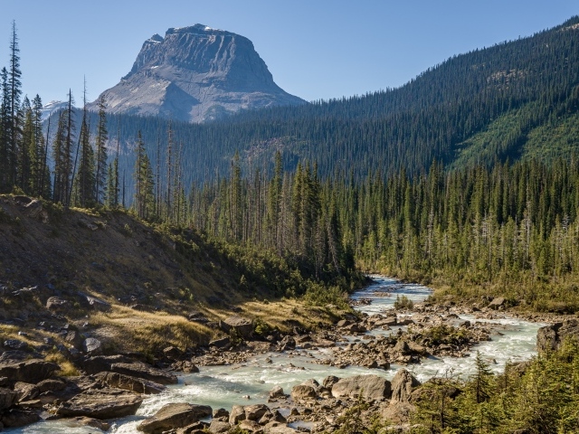 Гора покрыта хвойным лесом у реки 