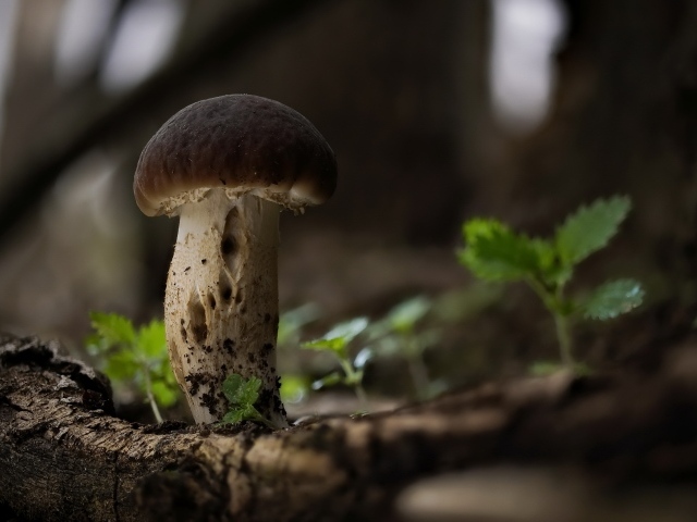 Маленький белый гриб растет на сухом дереве 