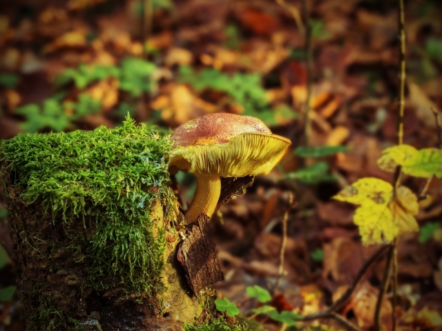Дикий гриб растет на покрытом мхом пне