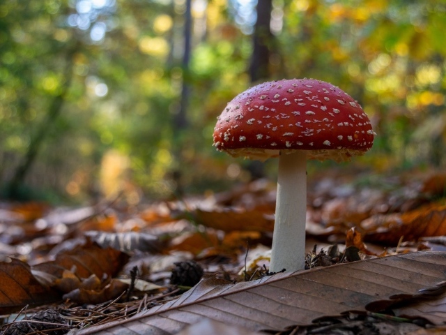 Красный мухомор растет в лесу на сухих листьях 