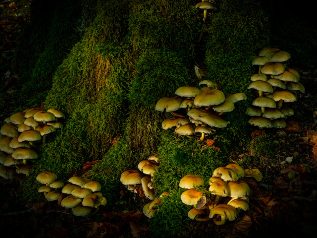 Много грибов на покрытом мхом дереве