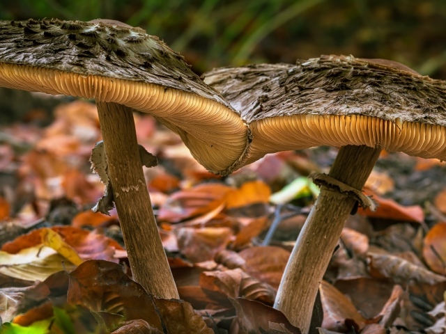 Два больших гриба на земле с опавшими листьями