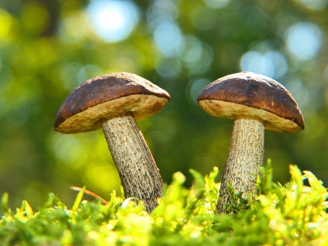 Два гриба растут на зеленом мху 