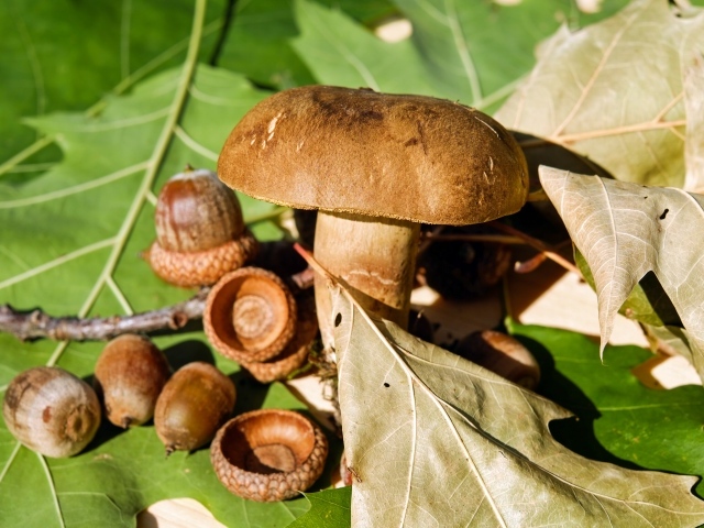 Белый гриб с желудями на листьях 