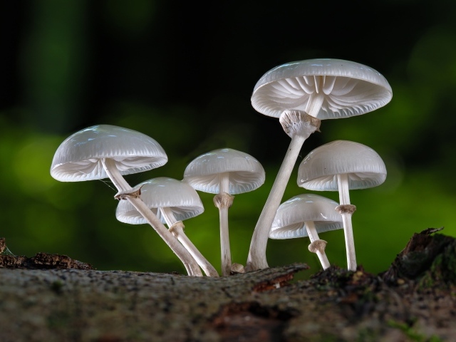 Белые грибы поганки крупным планом