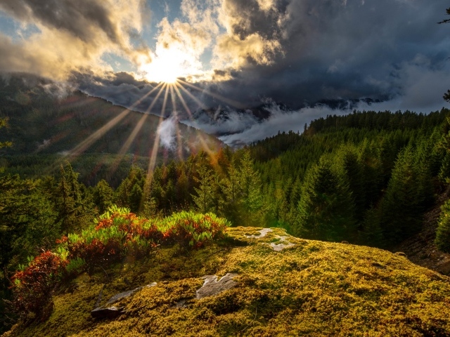 Яркое солнце в темных облаках над лесом в горах