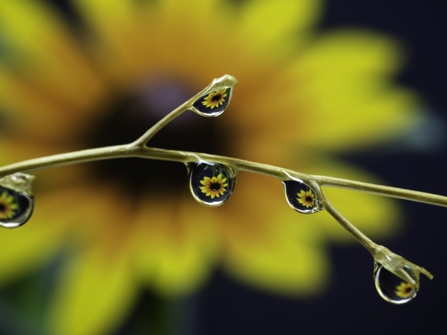 Капли воды на ветке цветка 