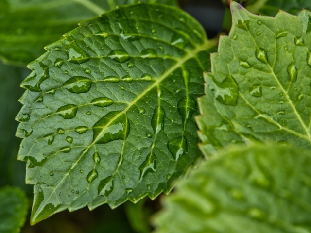 Зеленые листья в каплях дождя крупным планом