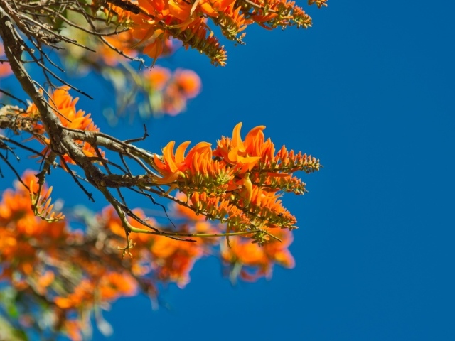 Оранжевые цветы на ветке дерева на фоне голубого неба 