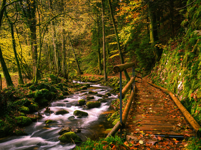 Деревянный мост у ручья в осеннем лесу