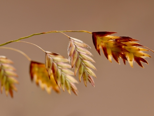 Молодой колосок на коричневом фоне