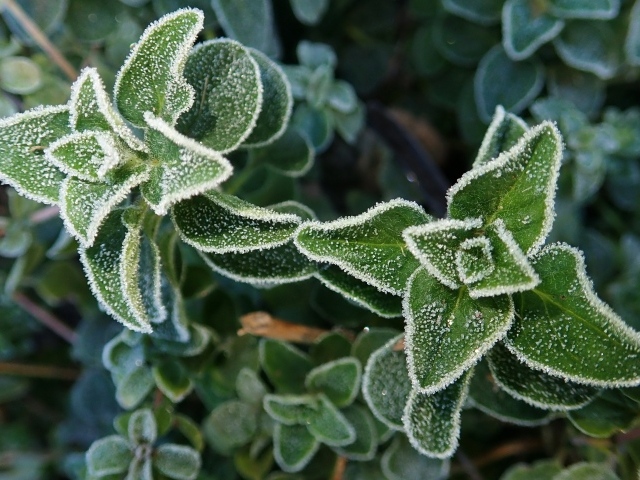 Покрытые инеем зеленые растения