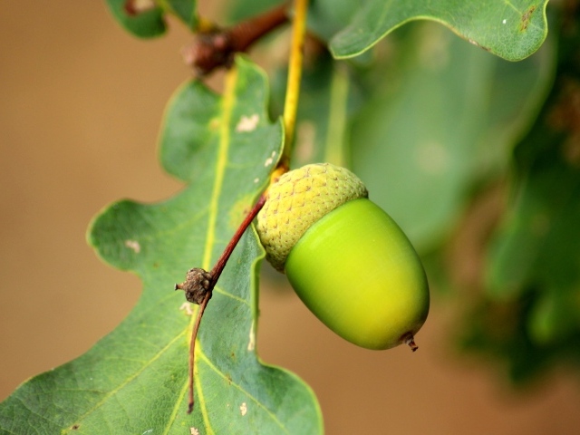 Зеленый желудь на дереве крупным планом