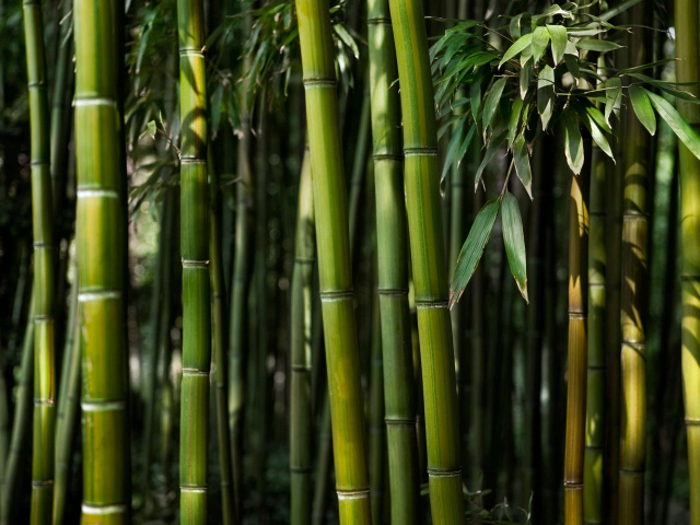 Зеленые стебли бамбука крупным планом