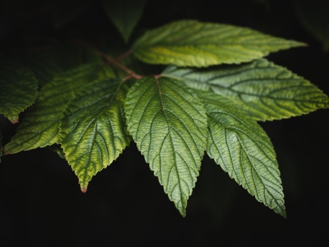 Зеленые листья дерева на черном фоне