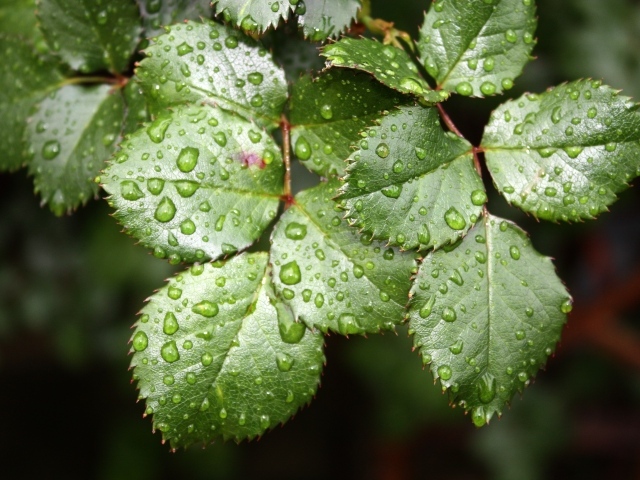 Зеленые листья розы в каплях воды
