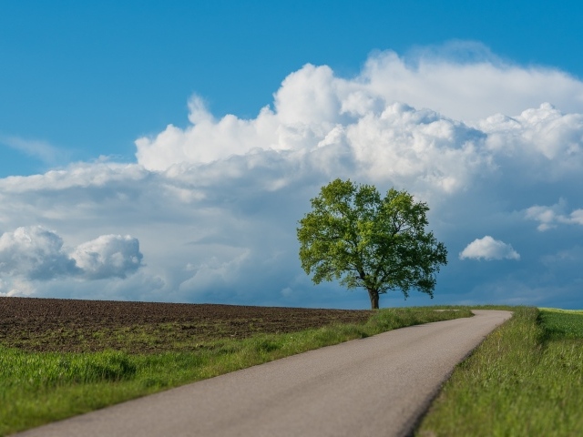 Зеленое дерево у дороги под голубым небом 