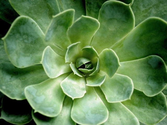 Многолетний зеленый цветок молодило крупным планом 