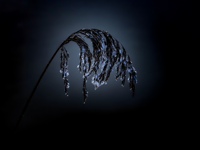 Колосок в инее на черном фоне 