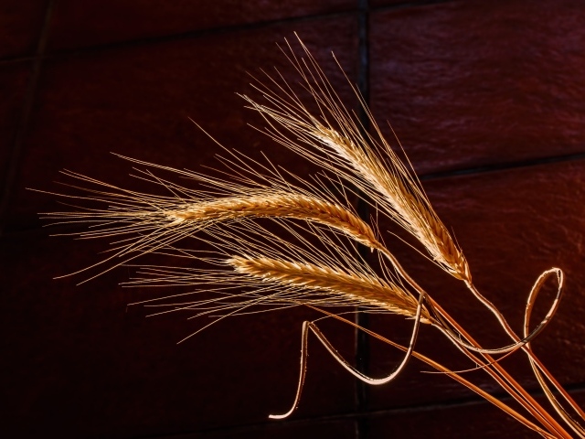 Три колоска пшеницы крупным планом