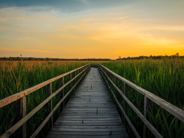 Деревянный мост на пруду с зелеными камышами