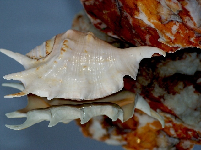 Белая ракушка отражается в зеркальной поверхности 