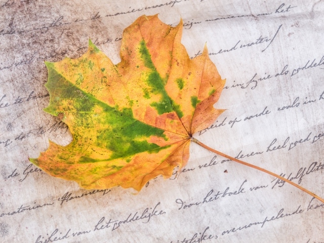 Опавший осенний лист лежит на тетради 