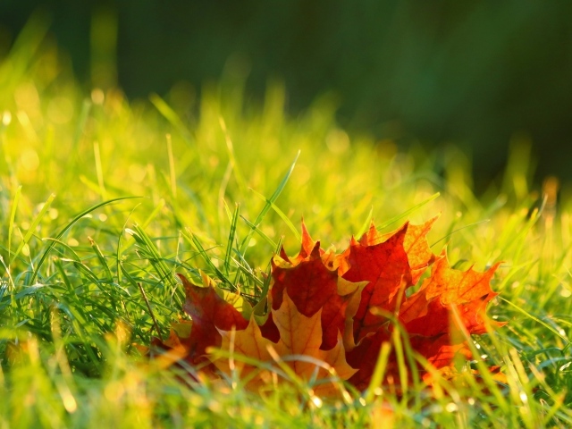 Оранжевые кленовые листья в зеленой траве