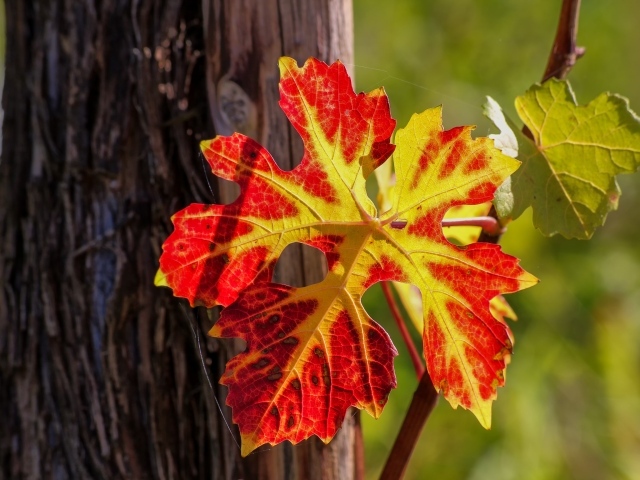 Красный лист на виноградной лозе осенью 