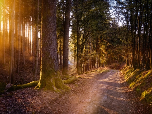 Дорога в осеннем лесу в лучах солнца 