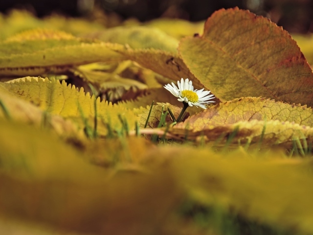 Маленькая белая ромашка с опавшими листьями