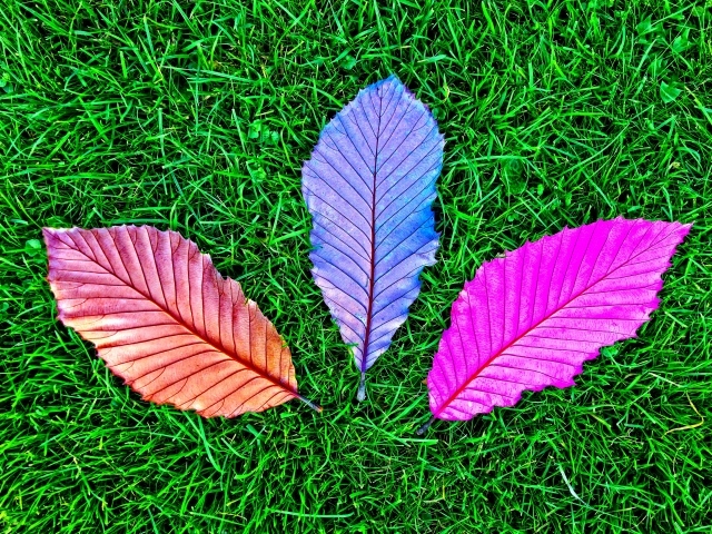 Три разноцветных опавших листа на зеленой траве