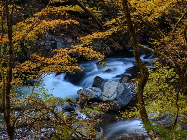 Деревья с желтыми листьями у горного водопада 